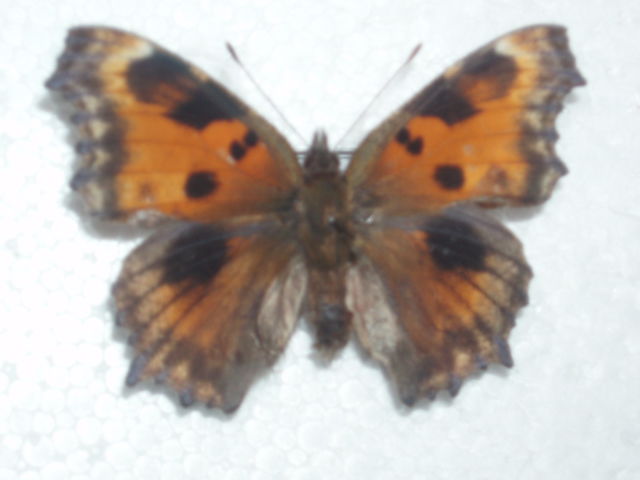 Nymphalis xanthomelas (aberration) Internet Image property of respective owner, non-commercial use only